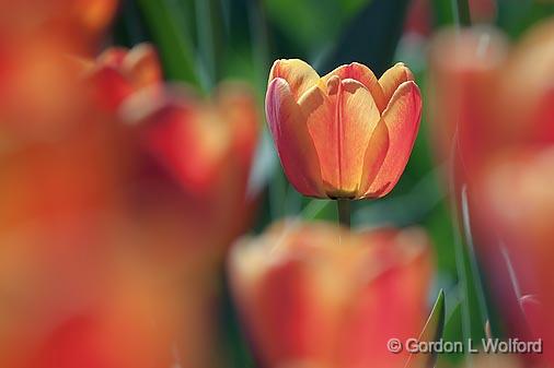 Red & Orange Tulip_25161.jpg - Photographed at the 2011 Canadian Tulip Festival in Ottawa, Ontario, Canada.